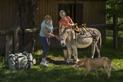 France, Haute-Loire (43), Saint-Martin-de-Fugères, MacQuart P.O.A. Ranch, randonnée avec un âne sur le chemin de Stevenson (GR 70), débâtage de l'âne Anatole à l'escale du soir