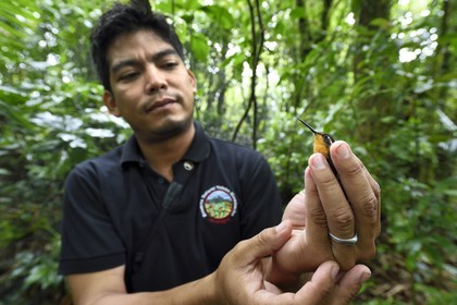 Nicaragua, département de Granada, Réserve naturelle du volcan Mombacho, le biologiste Roger Mendieta de l'ONG fondation Cocibolca ayant attrapé un colibri dans ses filets pour observation