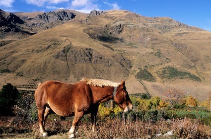 France, Pyrénées-Orientales (66), Cheval ìà cloche au bord de la N22 à la frontière d'Andorre dans la Cerdagne