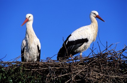 France, Haut-Rhin (68), Hunawihr, couple de cigogne dans leur nid au centre de réintroduction des cigognes en Alsace