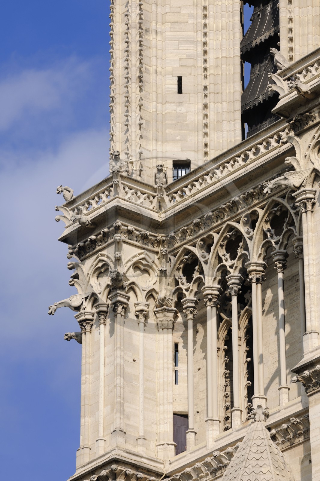 France, Paris (75), Ile de la Cité, cathédrale Notre-Dame de Paris, gargouilles de la tour sud