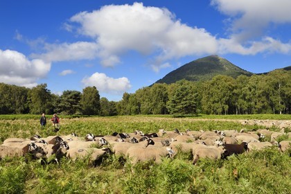 France, Puy-de-Dôme (63), Parc Naturel Régional des Volcans d'Auvergne, Chaine des Puys classée Patrimoine Mondial de l’UNESCO, la bergères Ostiane Vuillermoz et l'éleveur ovin Jean-Luc Tourreix avec son troupeau de brebis Rava au pied du volcan Puy de Dôme
