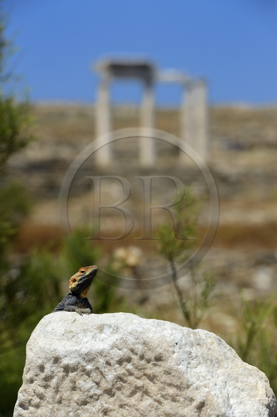 Grèce, île de Delos, classée Patrimoine Mondial de l'UNESCO, site archéologique de Délos, sanctuaire d'Apollon, la plus grande cité antique de la mer Egée, lézard