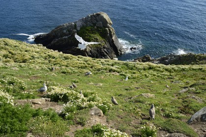 France, Côtes-d'Armor (22), Perros-Guirec, archipel et réserve ornithologique de Sept-Iles, Ile aux Moines, zone de nidification avec goélands jeunes et adultes