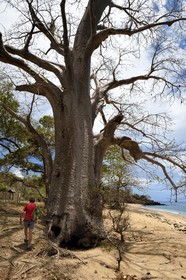 France, Ile de Mayotte, Grande-Terre, M'Tsamoudou, pointe de Saziley, randonneur sur le sentier de grande randonnée faisant le tour de l'ile, baobab sur la plage