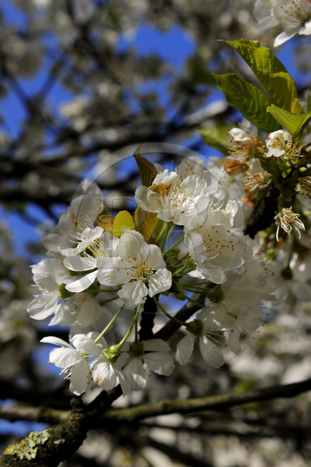 France, Val-de-Marne (94), les bords de Marne, Bry-sur-Marne, cerisier en fleur