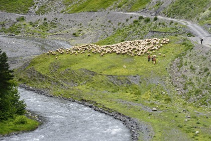 Géorgie, Kakheti, Parc national de Touchétie, vallée de la rivière Alazani dans les montagnes de Pirikiti, berger à cheval et son troupeau de moutons