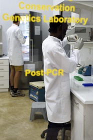 Namibie, Otjiwarongo, Cheetah Conservation Fund, centre de recherche et d'éducation, Life Technologies Conservation Genetics Laboratory