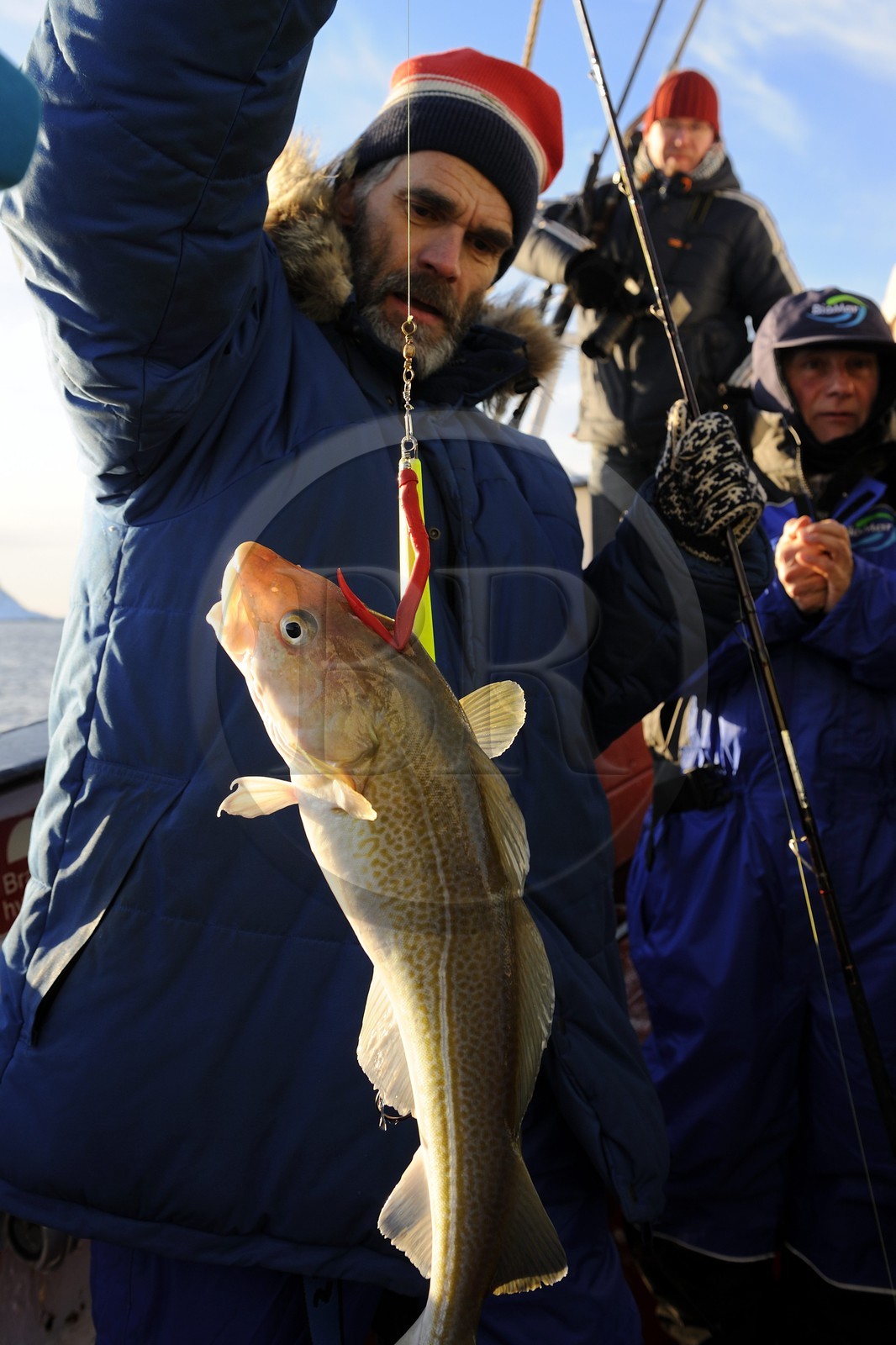 Norvège, Nordland, Iles des Westeralen, région de Myre, pêche d'un cabillaud skrei
