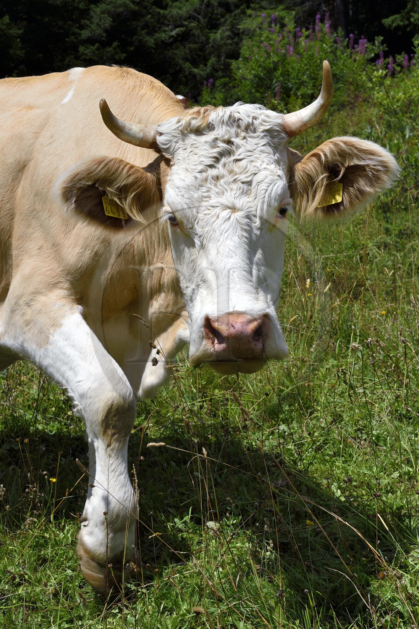 Suisse, Canton de Vaud, Ormont-Dessus, Les Diablerets, vache autour du lac Retaud au dessus du Col du Pillon