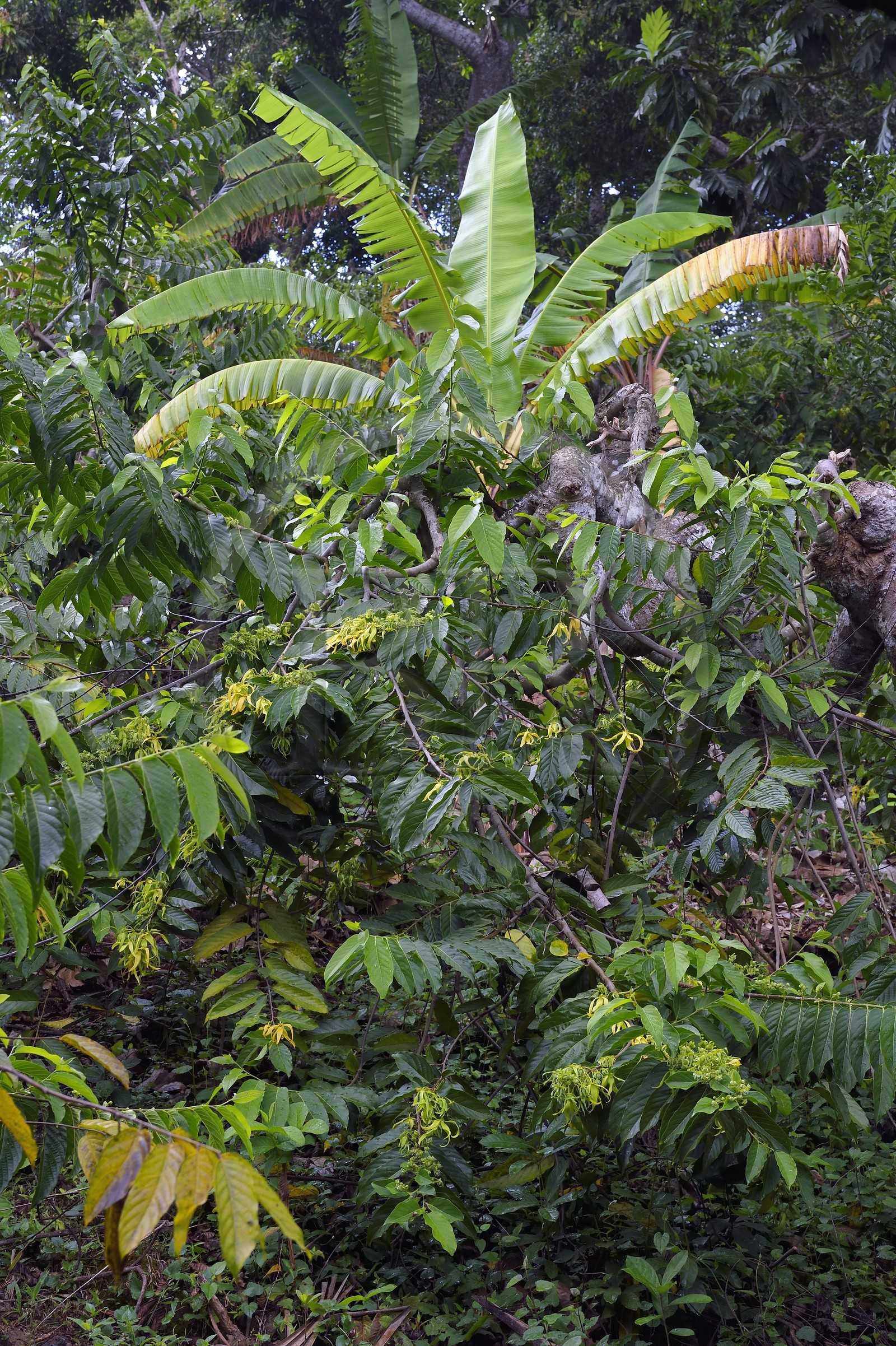 France, Ile de Mayotte, Grande-Terre, Ouangani, arbre et fleurs d'ylang-ylang (Cananga odorata)
