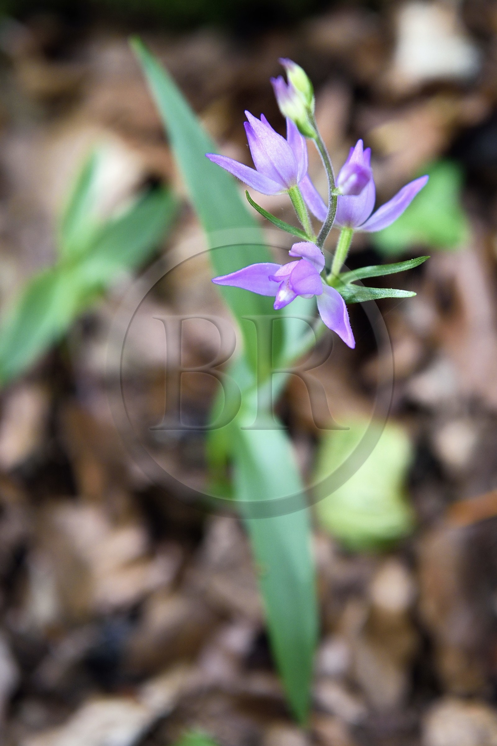 France, Var (83), Plan-d'Aups-Sainte-Baume, parc naturel régional de la Sainte-Baume, forêt relique du Massif de la Sainte-Baume classée réserve biologique domaniale, céphalanthère de la famille des orchidées