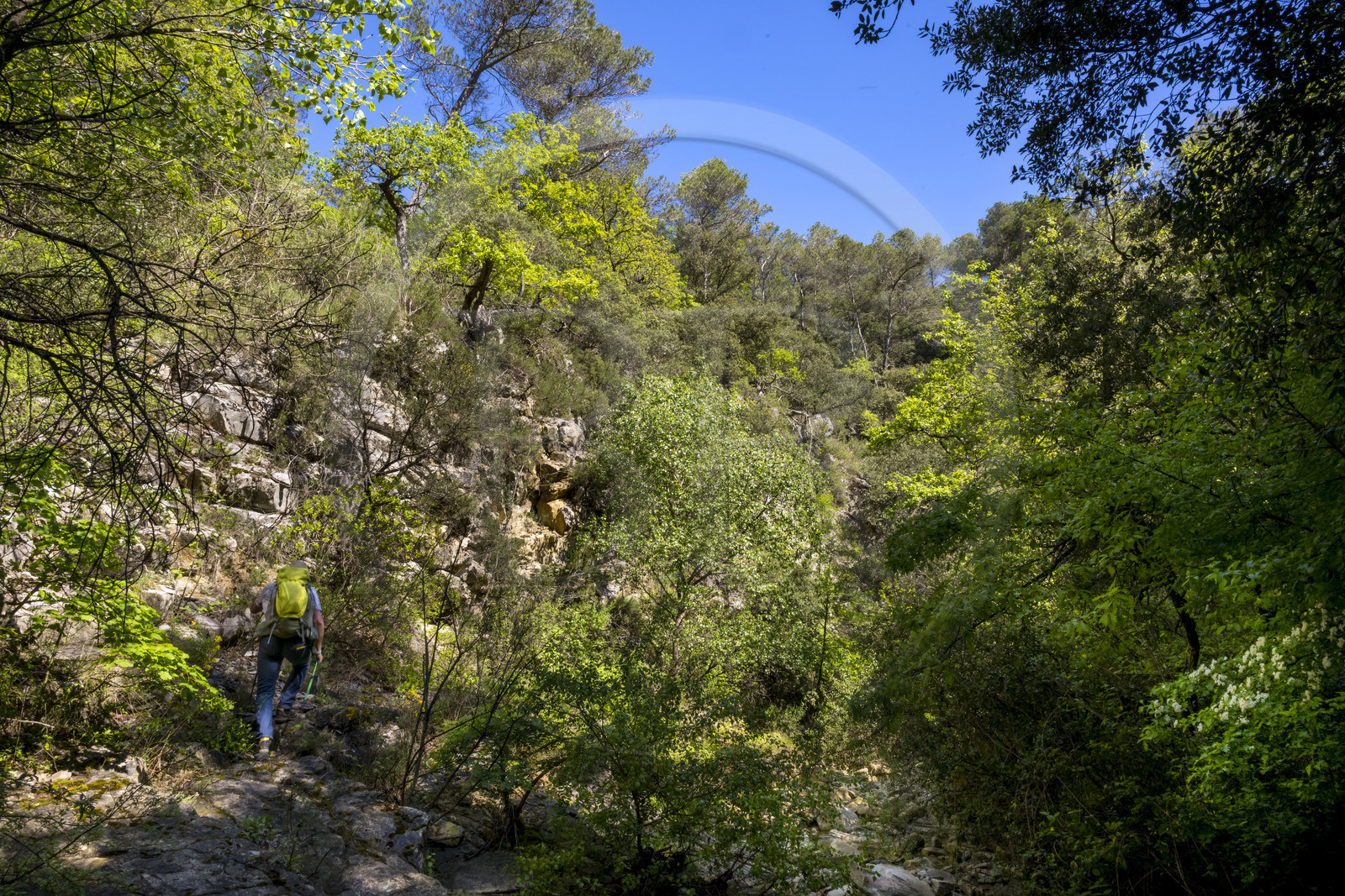France, Vaucluse (84), Dentelles de Montmirail, Gigondas, randonneur traversant la rivière le Trignon dans le vallon