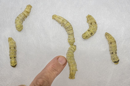 France, Gard (30), Monoblet, l'Atelier Sericyne relance la sériciculture française, élevage de vers à soie et production de soie d'exception et intissée pour la réalisation d'objets de décoration