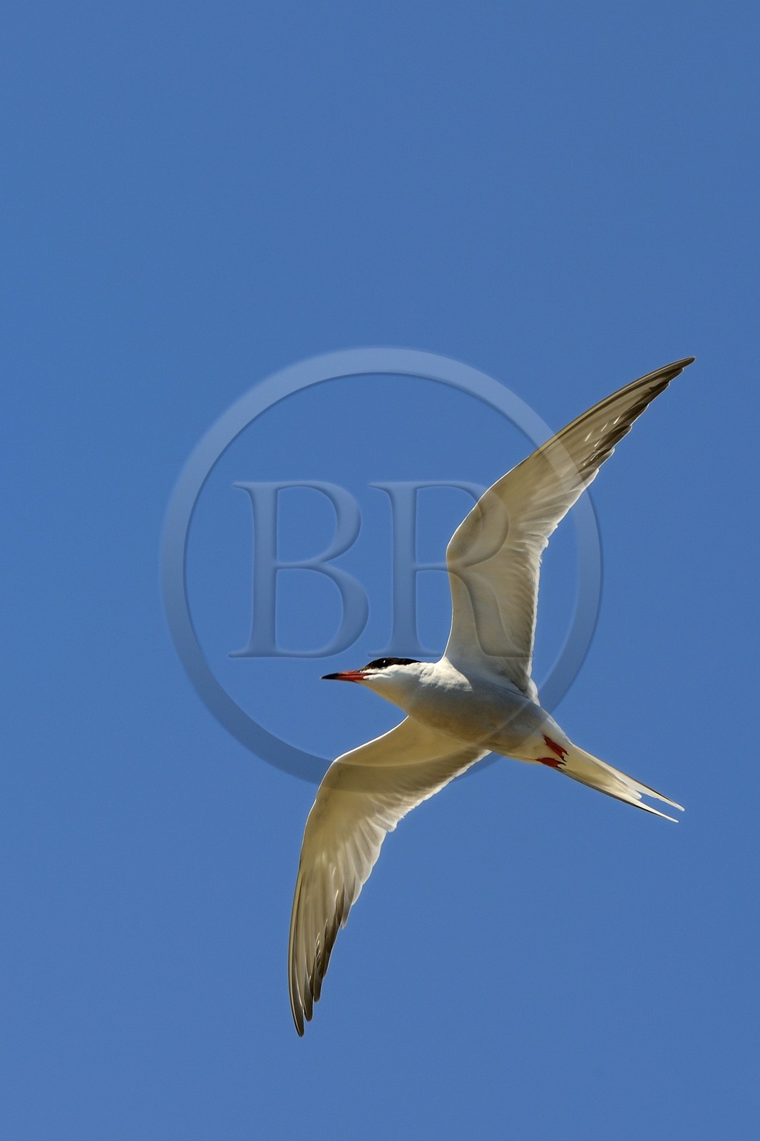 France, Finistère (29), La Foret Fouesnant, archipel des Glénan, Ile aux Moutons qui abrite une colonie de Sternes lors de la période de nidification