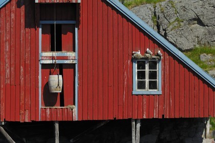 Norvège, Nordland, Iles Lofoten, Ile de Moskenes, maisons de pêcheurs (Rorbuer) au village de A (Å) et nids mouettes