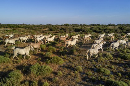 France, Bouches-du-Rhône (13), Parc naturel régional de Camargue, vers l'étang de Malagroy, manade Jacques Mailhan, chevaux de Camargue dans la sansouire (vue aérienne)