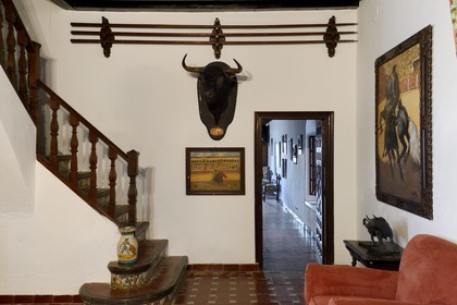 Espagne, Andalousie, province de Séville, Utrera, domaine El Toruno, élevage de taureaux de combat