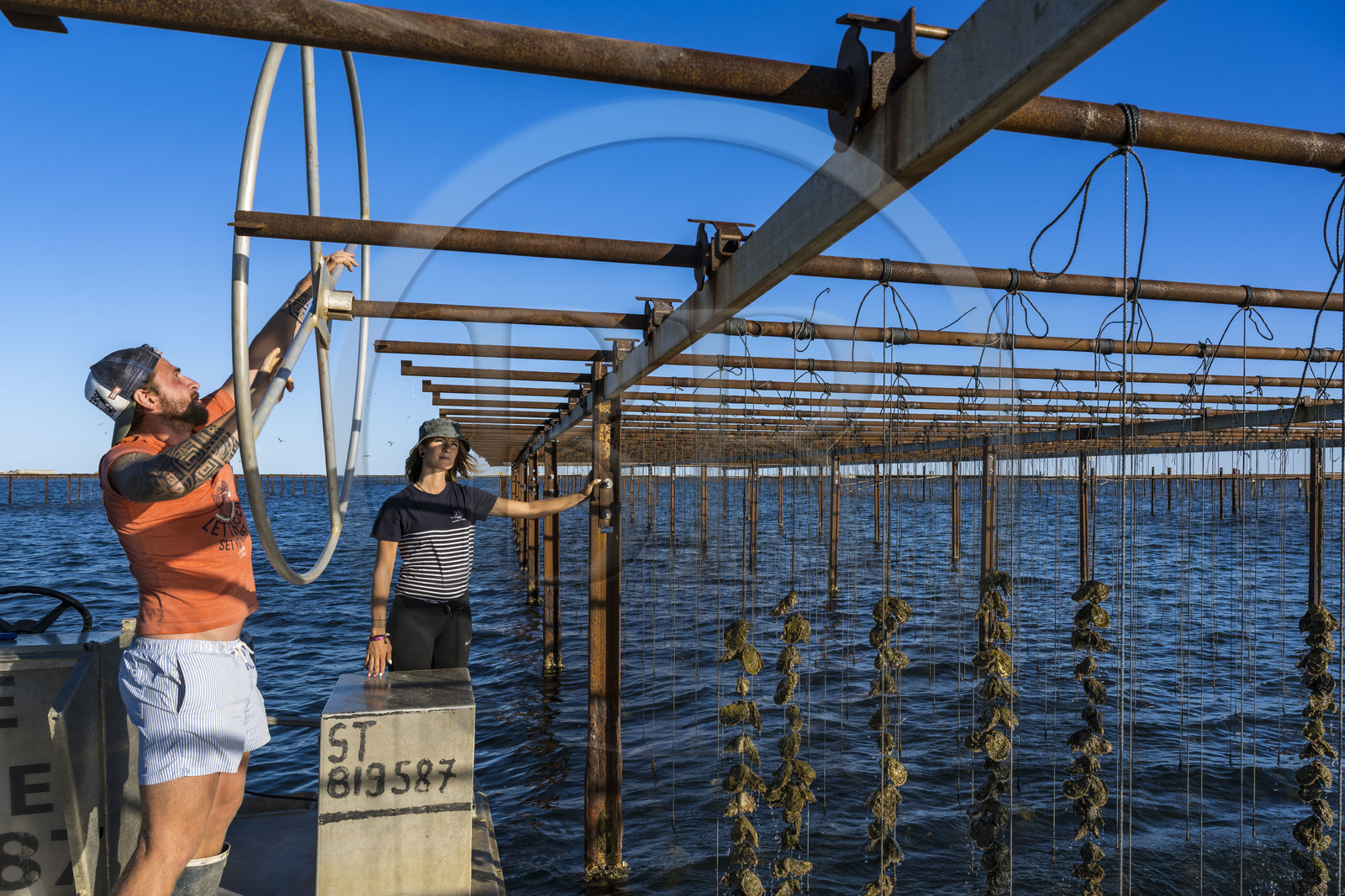 France, Hérault (34), Etang de Thau, Mèze, les producteurs de coquillages Quentin et Emmeline, l'élevage en suspension sur des cordes dans le parc à huitres