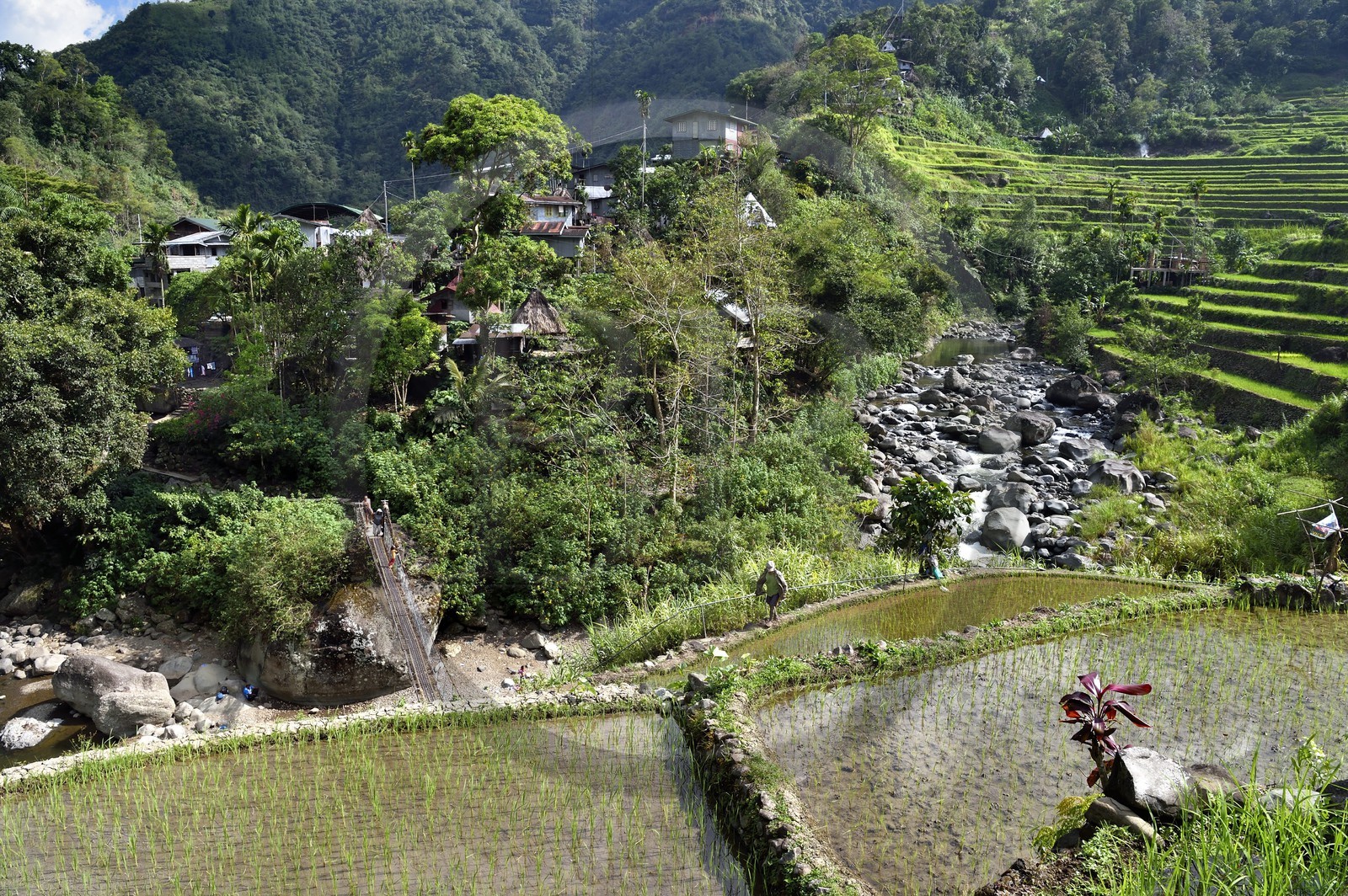 Philippines, province d'Ifugao, les rizières en terrasses de Banaue, classées Patrimoine Mondial de l'UNESCO, pont suspendu qui mêne au village de Cambulo