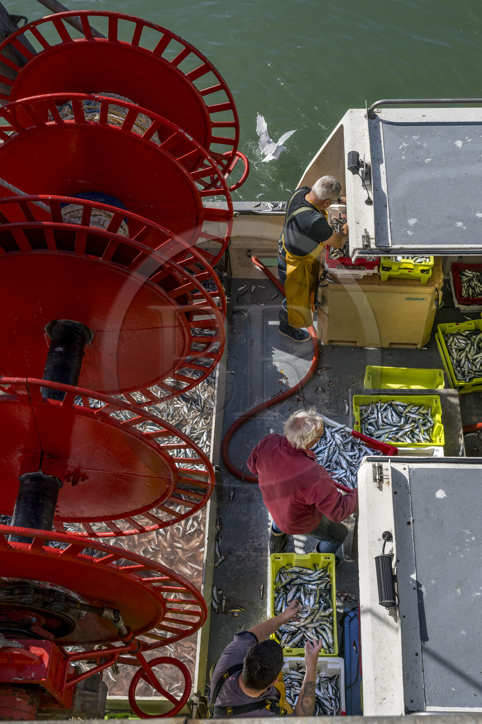 France, Vendée (85), Saint-Gilles-Croix-de-Vie, bateau à quai à la criée du port de pêche, tri des sardines avant le débarquement