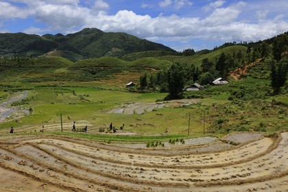 Vietnam, province de Lao Cai, région de Sapa, vallée de Ta Phin, culture de rizières en terrasses par la minorité Hmong Noir