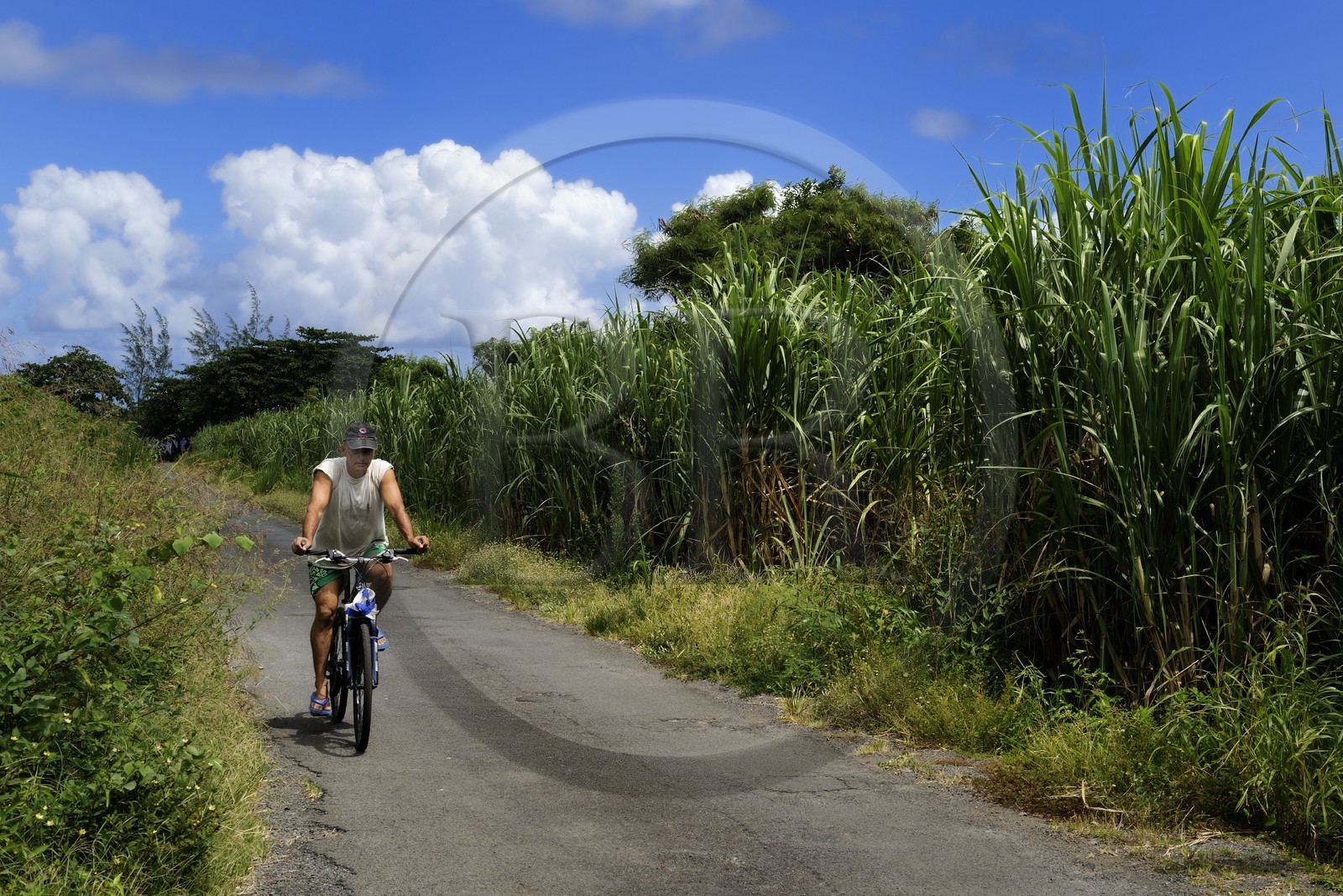 France, Ile de la Reunion, côte sud, Saint-Philippe, champ de canne a sucre