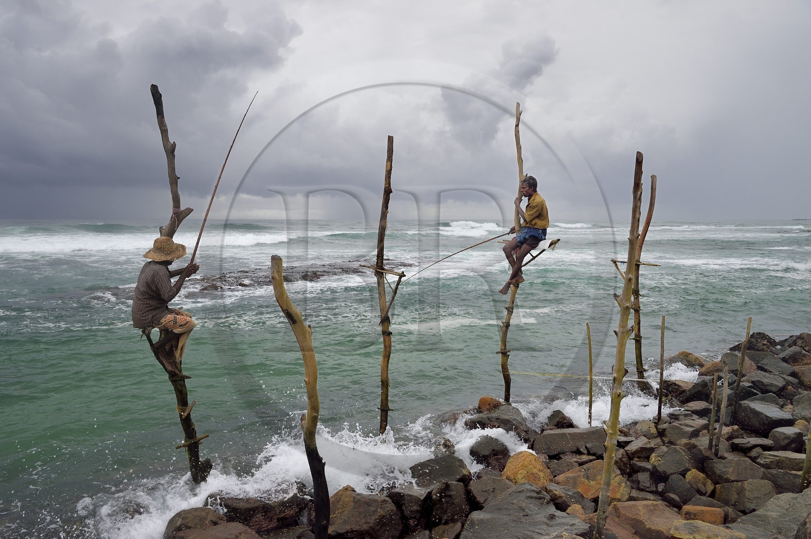 Sri Lanka, Province du Sud, région de Galle, Weligama, plage de Midigama, pecheurs sur poteaux