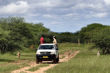 Namibie, Otjiwarongo, Cheetah Conservation Fund, centre de recherche et d'éducation, guépards (Acinonyx jubatus), nourrissage depuis un pick-up en mouvement, l'exercice a pour but de les garder en forme