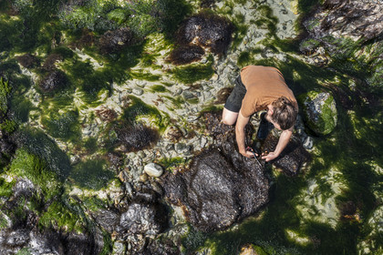 France, Finistère (29), Pays Bigouden, Plozévet, Baie d'Audierne, Lenny Gouedic co créateur de Begood Alg, récolte à pied d'algues sauvages alimentaires sur la plage à marée basse (vue aérienne)