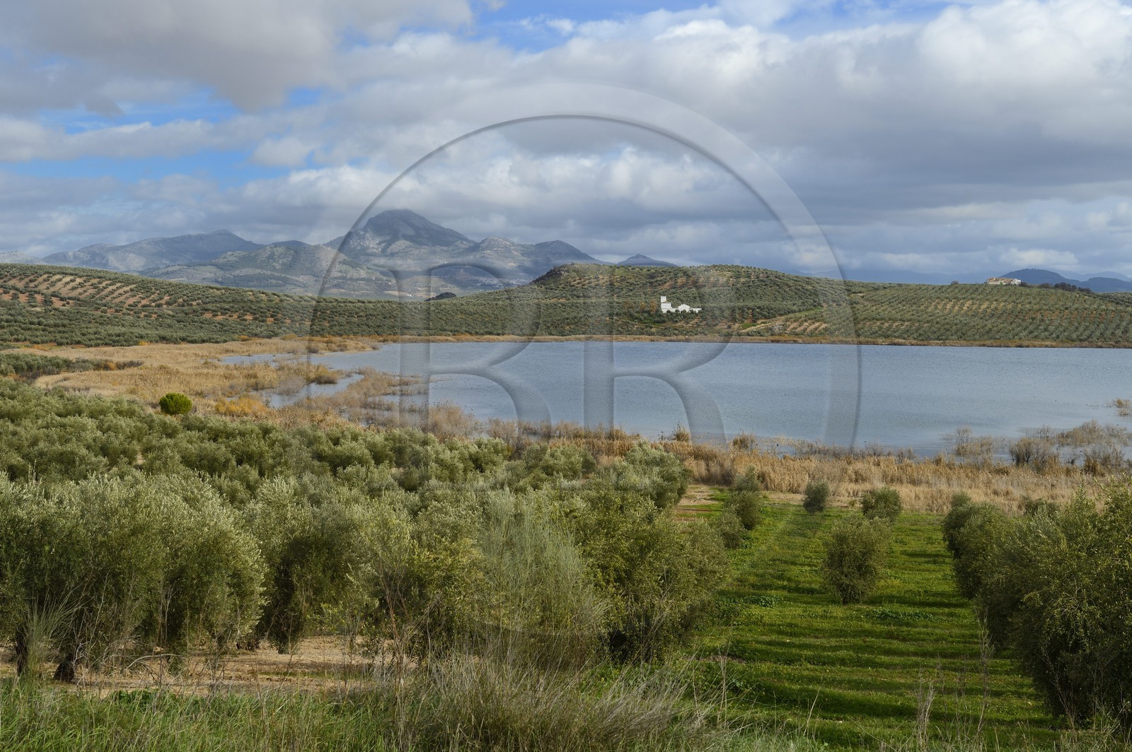 Espagne, Andalousie, province de Jaén, champs d'oliviers au sud de Martos entre Baena et Alcaudete, laguna del Conde et la Sierra Magina en arrière plan