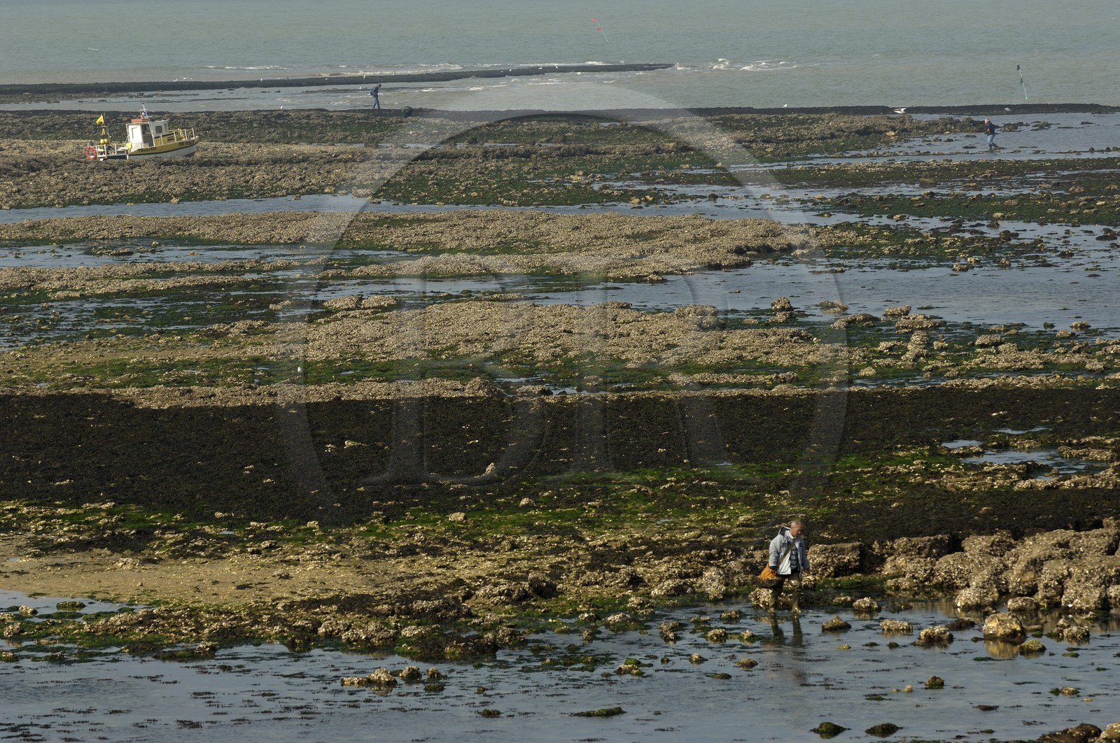 France, Charente-Maritime (17), Ile d'Aix, rade des Basques, pêche à pied à marée basse