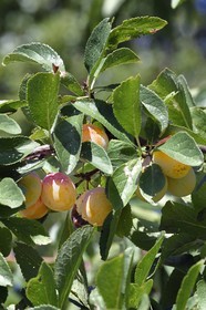 France, mirabellier qui est une variété de prunier, mirabelles dans l'arbre