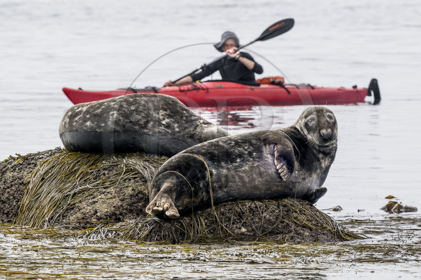 France, Finistère (29), Penmarch, archipel des Étocs, sortie en kayak du Centre nautique du Guilvinec à la découverte du phoque gris (halichoerus grypus) dans les rochers à marée basse