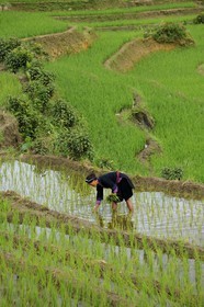 Vietnam, province de Lao Cai, région de Nord-Ouest de Sapa, femme de la minorité Hmong Bleu dans les rizières