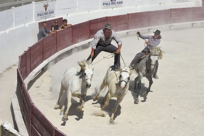 France, Bouches-du-Rhône (13), Parc naturel régional de Camargue, étang de Vaccares, démonstration avec des chevaux de Camargue aux arènes du domaine de Méjanes