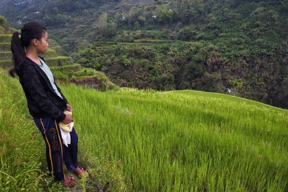 Philippines, province d'Ifugao, les rizières en terrasses de Banaue autour du village de Cambulo, classées Patrimoine Mondial de l'UNESCO, Shimah 16 ans qui travaille aux champs