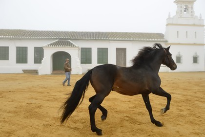 Espagne, Andalousie, province de Séville, Utrera, Finca El Pinganillo, le haras de la propriété, entrainement d'un Pure race espagnole ou PRE (Pura Raza Espanola)