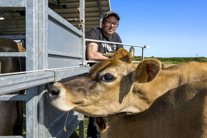 France, Finistère (29), Mer d'Iroise, Ile d'Ouessant, Thomas et Marie Richaud éleveurs de la ferme Les vaches aux 4 vents, traite en paturage mobile