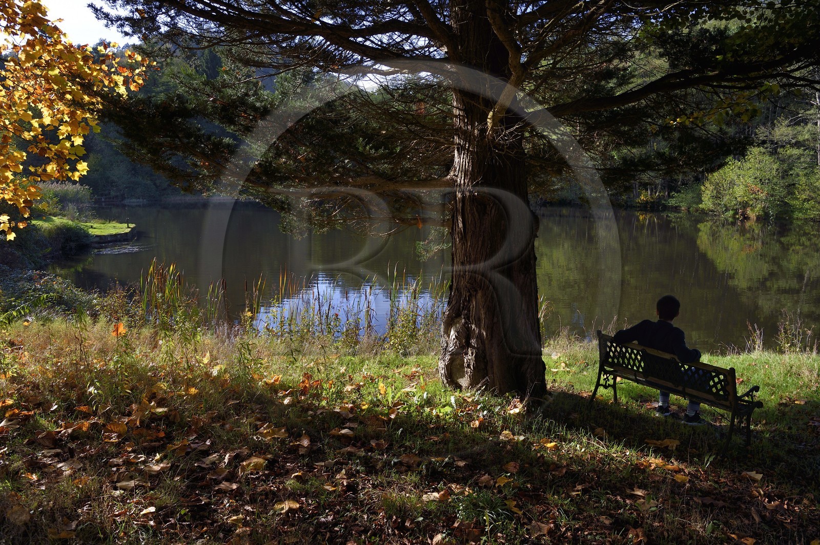 France, Bas-Rhin (67), Parc Naturel régional des Vosges du Nord, La Petite Pierre, étang d'Imstahl