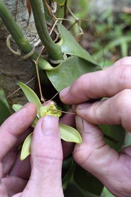 France, Ile de Mayotte, Grande-Terre, Ouangani, fécondation manuelle de la vanille avec une épine de citronnier