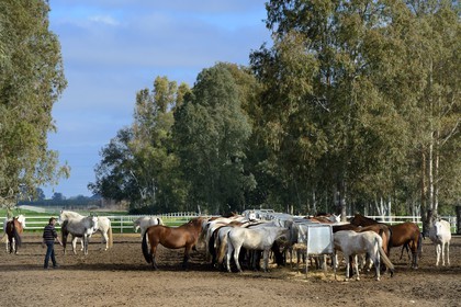 Espagne, Andalousie, province de Séville, Utrera, le haras Ayala (Yeguada Ayala), Pure race espagnole ou PRE (Pura Raza Espanola)