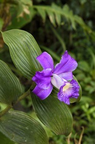 Nicaragua, département de Granada, Réserve naturelle du volcan Mombacho, orchidée appelée Fleur d'un Jour