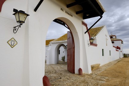 Espagne, Andalousie, province de Séville, Utrera, domaine El Toruno, élevage de taureaux de combat