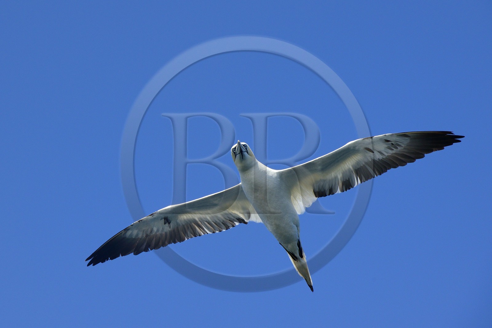 France, Côtes-d'Armor (22), Perros-Guirec, archipel et réserve ornithologique de Sept-Iles, Ile Rouzic, fou de Bassan (Morus bassanus)
