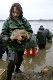 France, Indre (36), le Berry, parc naturel régional de la Brenne, étangs Foucault, vidange d'un étang de peche et récolte des poissons à la main dans un filet, carpe commune (Cyprinus carpio)