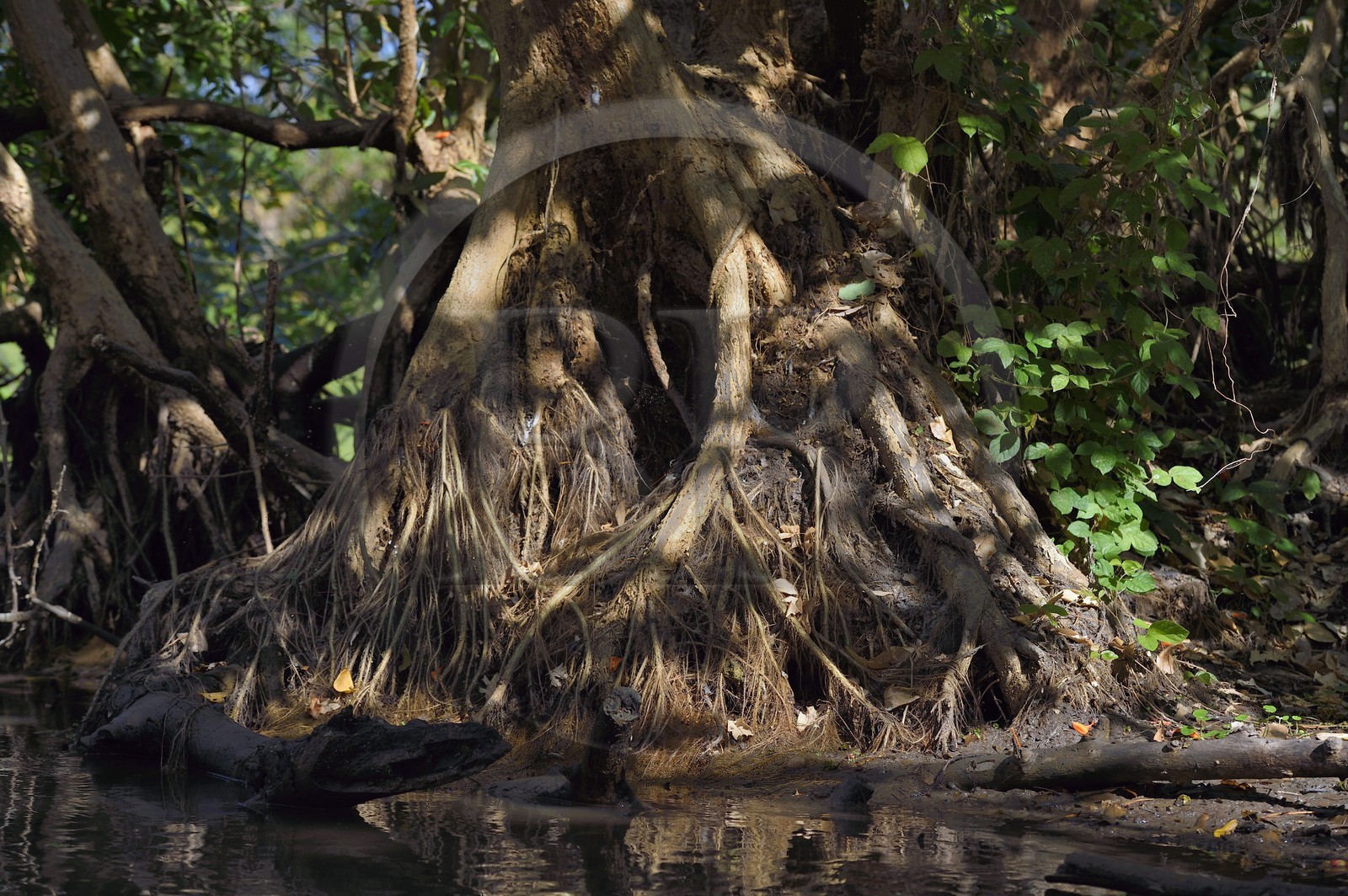 Nicaragua, Ile d'Ometepe réserve mondiale de Biosphère sur le lac Nicaragua, marais le long du Rio Istian, mangliers d’eau fraiche
