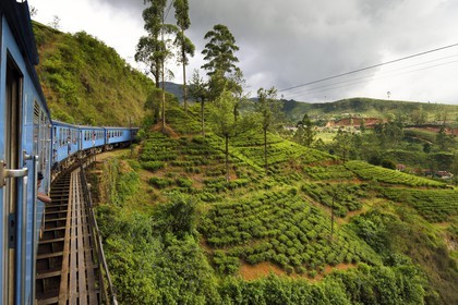 Sri Lanka, Province du Centre, trajet en train dans la région montagneuse de la culture du thé entre Hatton et Badulla, ici aux abords de Nanuoya, plantation de thé