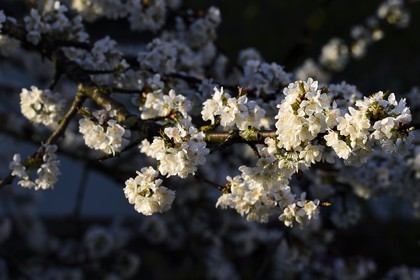 France, Val-de-Marne (94), Bry-sur-Marne, cerisier en fleur