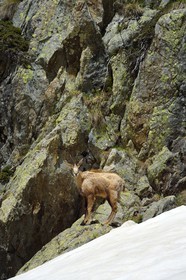 France, Alpes-Maritimes (06), parc national du Mercantour, chamois (Rupicapra rupicapra) dans le vallon de la Madone de Fenestre